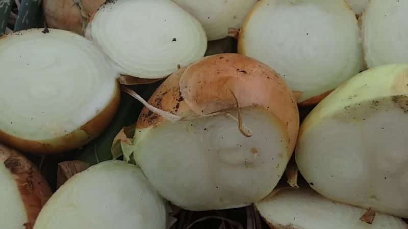 Time-tested variety of onions Karatalsky