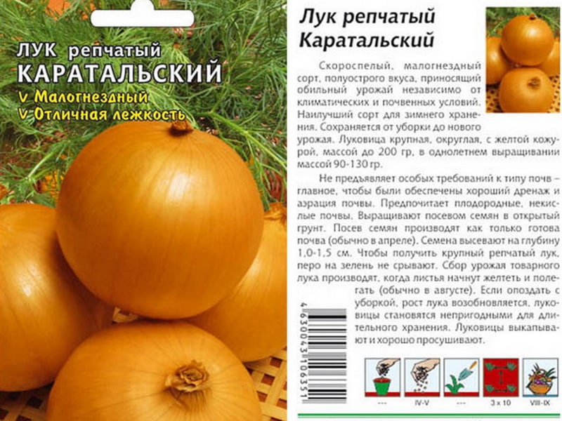 Time-tested variety of onions Karatalsky