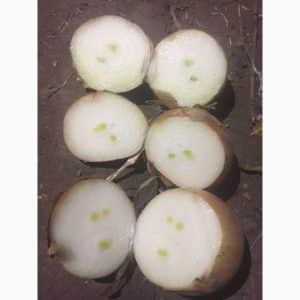 Time-tested variety of onions Karatalsky