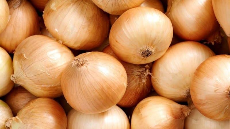 Time-tested variety of onions Karatalsky