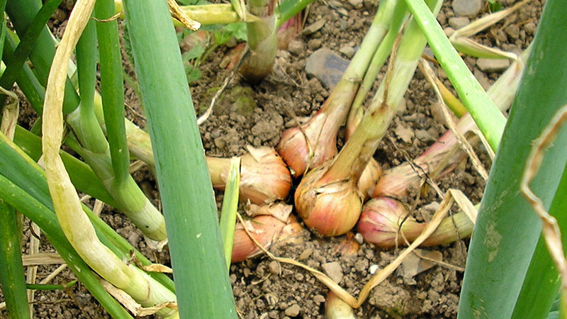 Varieties of onion varieties Family and their characteristics