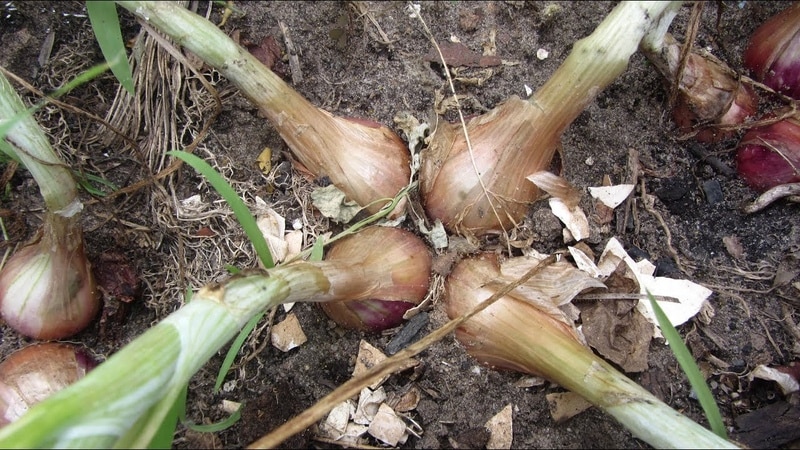 Varieties of onion varieties Family and their characteristics