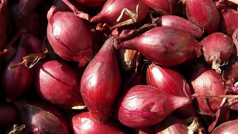 Varieties of onion varieties Family and their characteristics