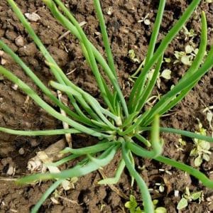 Varieties of onion varieties Family and their characteristics