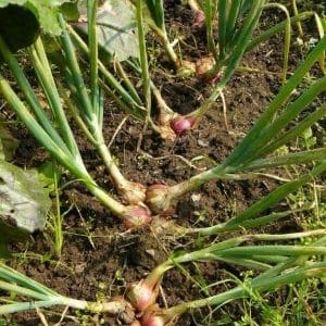 Varieties of onion varieties Family and their characteristics