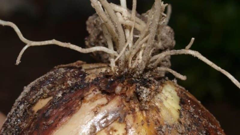 The most effective pest control products: how to treat onions for worms and how to do it correctly