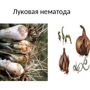The most effective pest control products: how to treat onions for worms and how to do it correctly