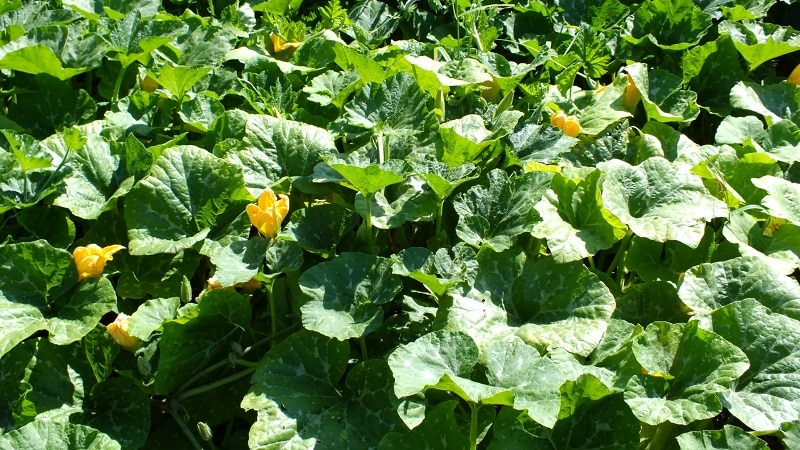 Low-calorie, but at the same time sweet vegetable with a pleasant aroma - Honey pumpkin