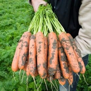 High-yielding first generation carrot hybrid: Baltimore f1