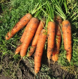 Late-ripening table carrot hybrid Bolero f1: description and cultivation features
