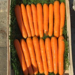 Late-ripening table carrot hybrid Bolero f1: description and cultivation features