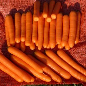 Late-ripening table carrot hybrid Bolero f1: description and cultivation features