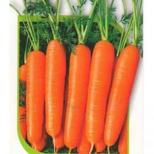 Early maturing, cold-resistant Dordogne carrot hybrid