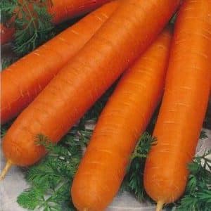 High-yielding carrot variety Romos with strong immunity