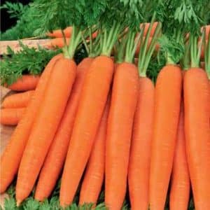 High-yielding carrot variety Romos with strong immunity