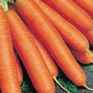 Amsterdam early ripening carrot variety Tuchon