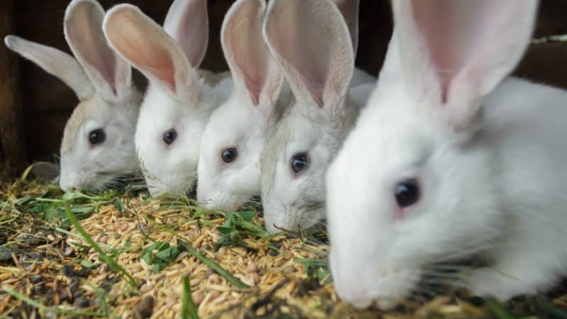 Is it possible to give rye to rabbits, chickens, pigs and cows?