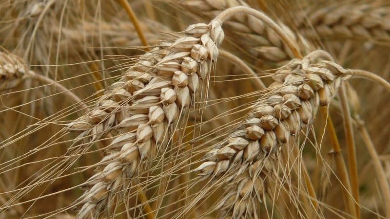 Is it possible to give rye to rabbits, chickens, pigs and cows?