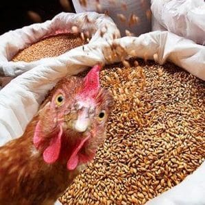 Is it possible to give rye to rabbits, chickens, pigs and cows?