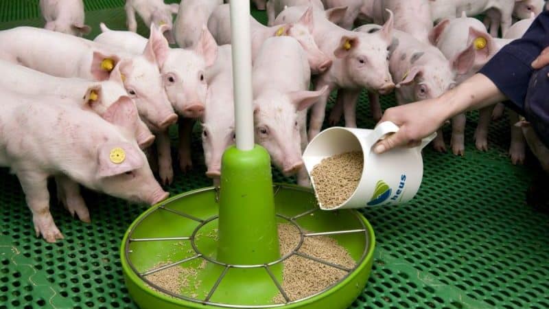 Is it possible to give rye to rabbits, chickens, pigs and cows?