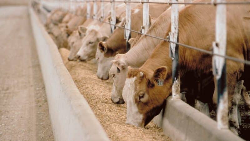 Is it possible to give rye to rabbits, chickens, pigs and cows?