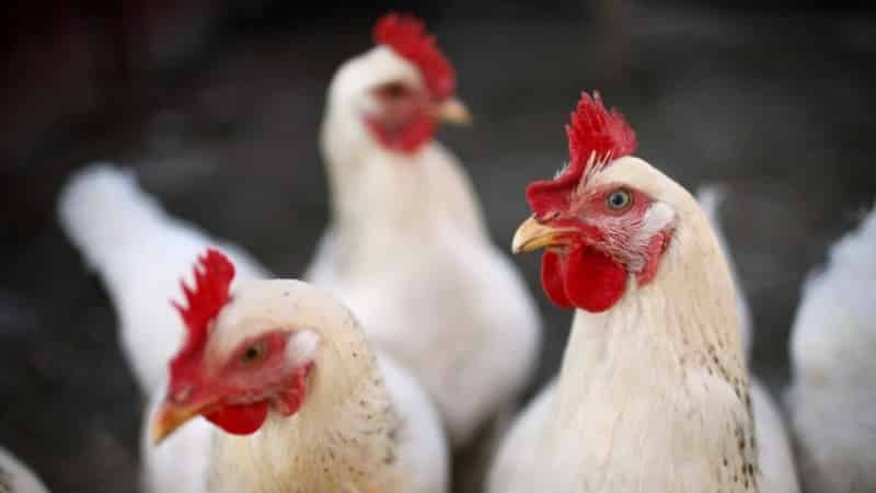 Is it possible to give rye to rabbits, chickens, pigs and cows?