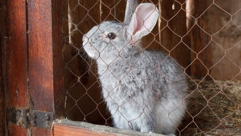 Is it possible to give rye to rabbits, chickens, pigs and cows?