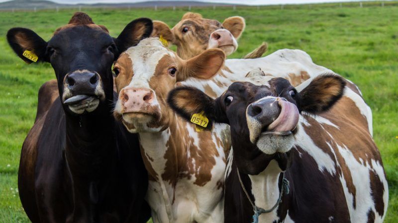 Is it possible to give rye to rabbits, chickens, pigs and cows?