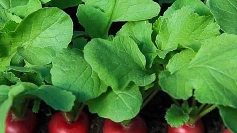 Is it possible to eat radish stem and leaves?