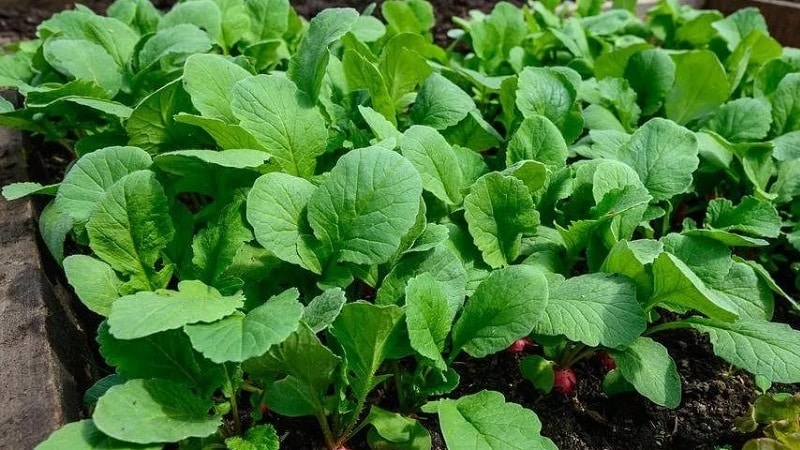 Is it possible to eat radish stem and leaves?