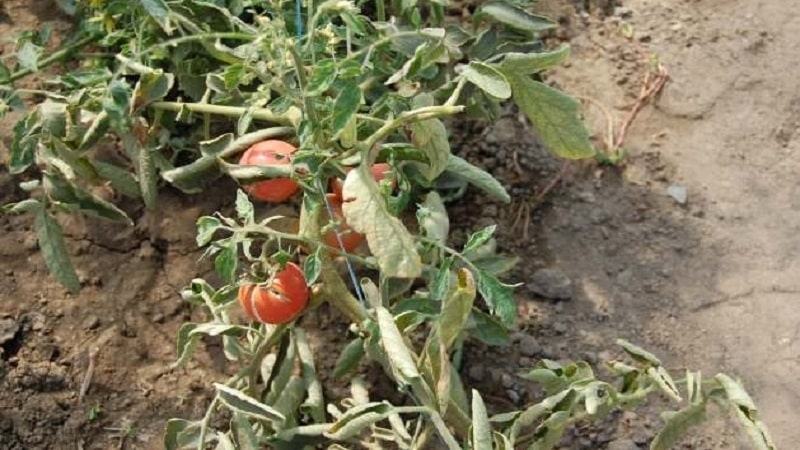 What to do if yellow spots appear on tomato leaves: diagnose the cause and effectively combat it