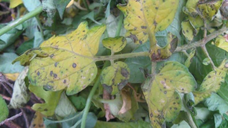 What to do if yellow spots appear on tomato leaves: diagnose the cause and effectively combat it
