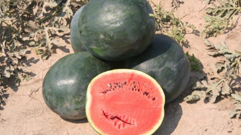 Names of early varieties of watermelons for open ground and reviews about them