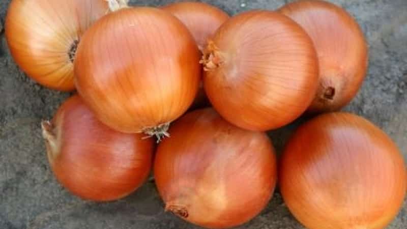 Unpretentious and frost-resistant variety of onions Turbo