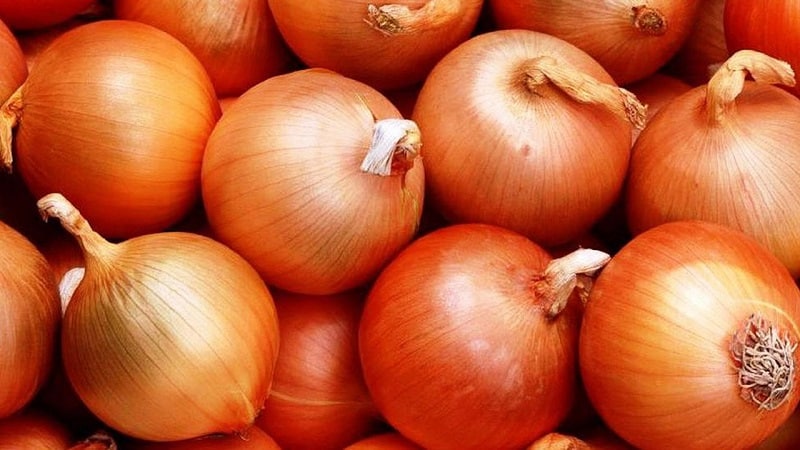 Unpretentious and frost-resistant variety of onions Turbo