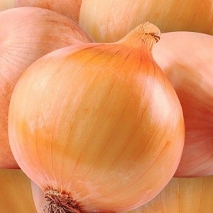 Unpretentious and frost-resistant variety of onions Turbo