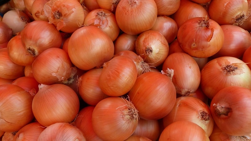 Unpretentious and frost-resistant variety of onions Turbo