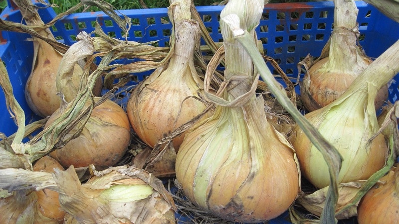 Unpretentious and frost-resistant variety of onions Turbo