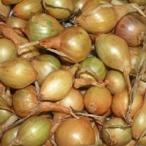 Unpretentious and frost-resistant variety of onions Turbo