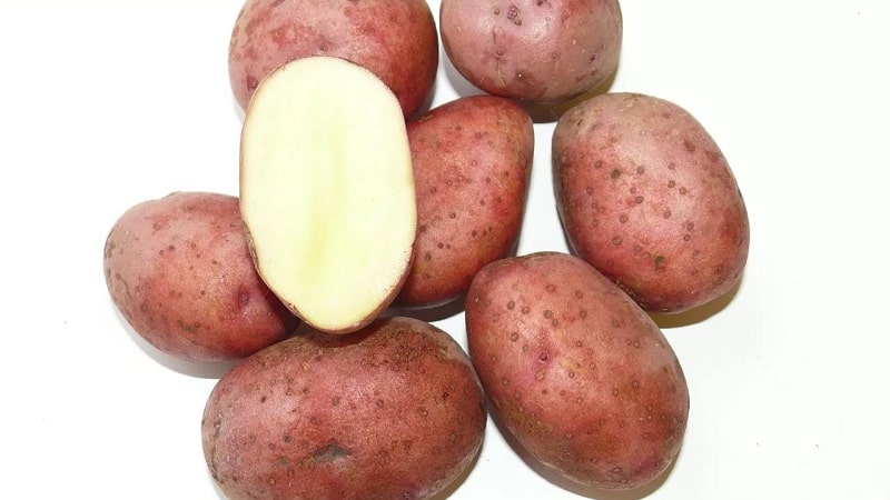 Unpretentious early ripening potato variety Lyubava for long-term storage