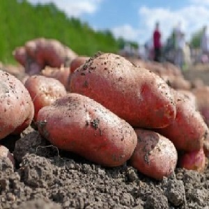 Unpretentious early ripening potato variety Lyubava for long-term storage