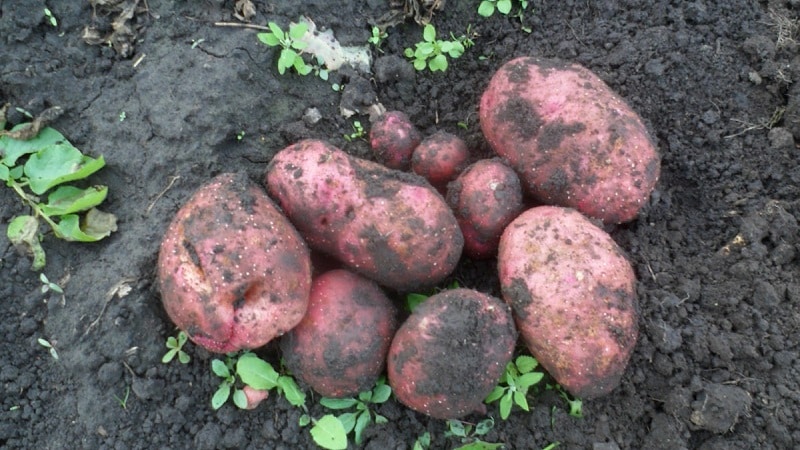 Unpretentious early ripening potato variety Lyubava for long-term storage