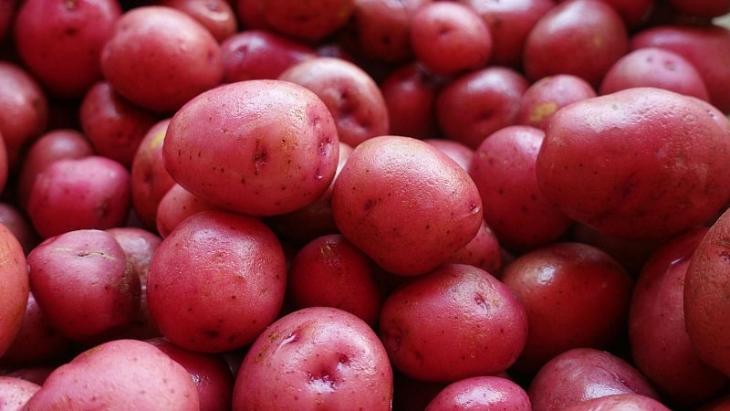 Unpretentious early ripening potato variety Lyubava for long-term storage