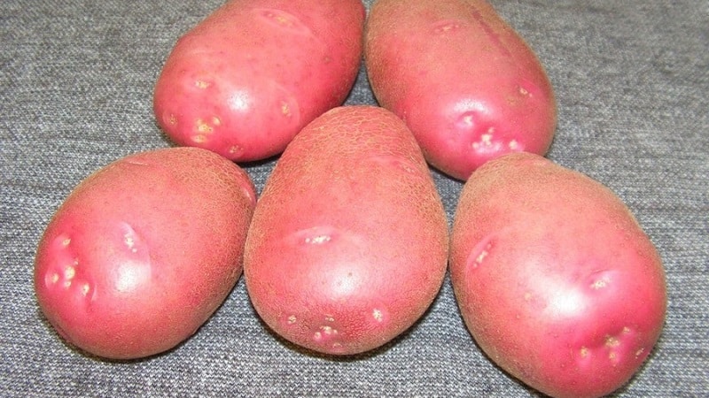 Unpretentious early ripening potato variety Lyubava for long-term storage