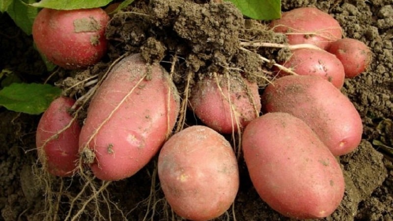 Unpretentious early ripening potato variety Lyubava for long-term storage