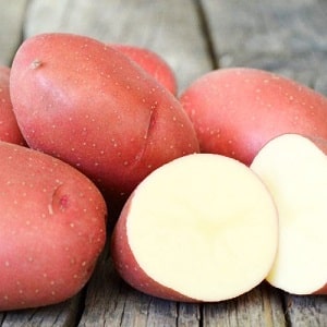 Unpretentious early ripening potato variety Lyubava for long-term storage