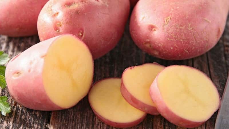 Unpretentious early ripening potato variety Lyubava for long-term storage