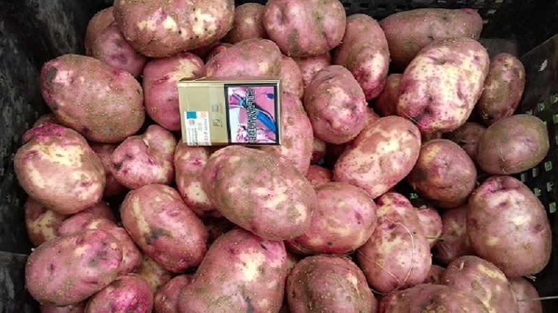 Unpretentious early ripening potato variety Lyubava for long-term storage