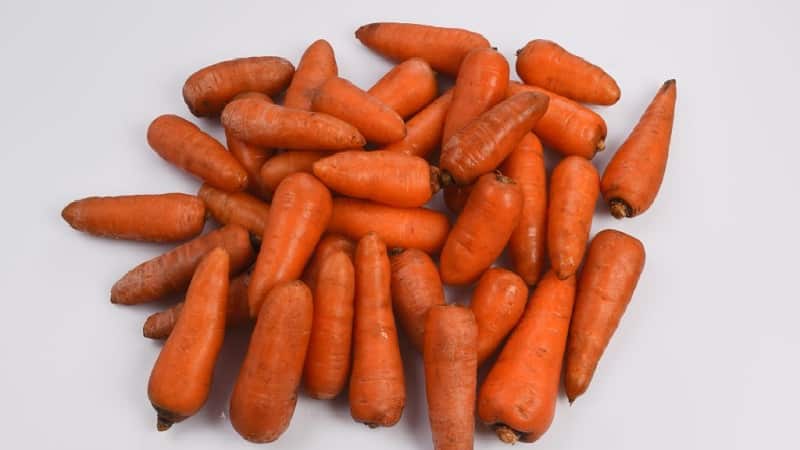 Unpretentious mid-early carrot hybrid Red Cor