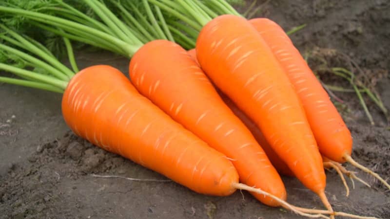 Unpretentious mid-early carrot hybrid Red Cor